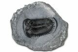 Bug-Eyed Coltraneia Trilobite Fossil - Ofaten, Morocco #354444-3